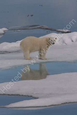 Polar Bear on Ice